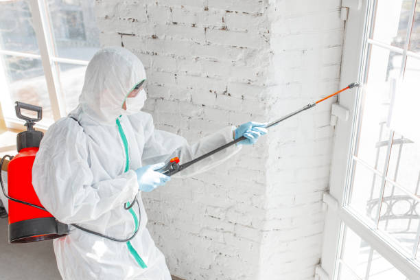 Mold Odor Removal Services